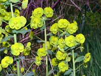 Euphorbia amygdaloides 25, Amandelwolfsmelk, Saxifraga-Hans Grotenhuis