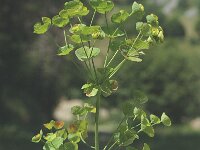 Euphorbia amygdaloides 3, Amandelwolfsmelk, Saxifraga-Marijke Verhagen
