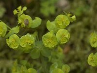 Euphorbia amygdaloides 6, Amandelwolfsmelk, Saxifraga-Willem van Kruijsbergen