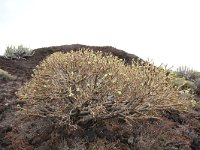 Euphorbia balsamifera 13, Saxifraga-Dirk Hilbers
