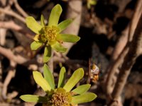 Euphorbia balsamifera ssp balsamifera 10, Saxifraga-Ed Stikvoort