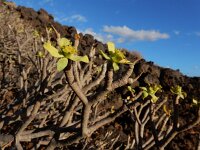 Euphorbia balsamifera ssp balsamifera 11, Saxifraga-Ed Stikvoort