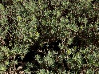 Euphorbia balsamifera ssp balsamifera 3, Saxifraga-Ed Stikvoort