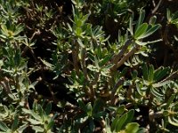 Euphorbia balsamifera ssp balsamifera 5, Saxifraga-Ed Stikvoort