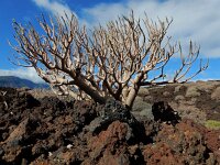 Euphorbia balsamifera ssp balsamifera 6, Saxifraga-Ed Stikvoort