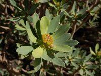 Euphorbia balsamifera ssp balsamifera 7, Saxifraga-Ed Stikvoort