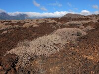 Euphorbia balsamifera ssp balsamifera 8, Saxifraga-Ed Stikvoort