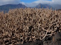 Euphorbia balsamifera ssp balsamifera 9, Saxifraga-Ed Stikvoort