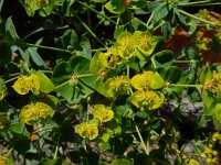 Euphorbia boisseriana 2, Saxifraga-Ed Stikvoort