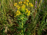 Euphorbia boisseriana 4, Saxifraga-Ed Stikvoort