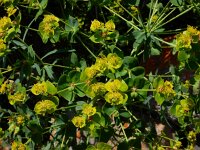 Euphorbia boisseriana 5, Saxifraga-Ed Stikvoort