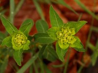 Euphorbia brittingeri 12, Wrattige wolfsmelk, Saxifraga-Willem van Kruijsbergen