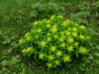 Euphorbia brittingeri 13, Wrattige wolfsmelk, Saxifraga-Dirk Hilbers