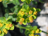 Euphorbia brittingeri 16, Wrattige wolfsmelk, Saxifraga-Jasenka Topic