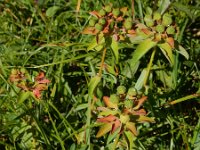 Euphorbia brittingeri 6, Wrattige wolfsmelk, Saxifraga-Ed Stikvoort