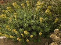 Euphorbia characias 11, Saxifraga-Willem van Kruijsbergen