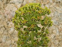 Euphorbia characias 19, Saxifraga-Jan van der Straaten