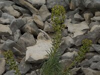 Euphorbia characias 3, Saxifraga-Willem van Kruijsbergen