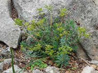 Euphorbia characias 34, Saxifraga-Ed Stikvoort