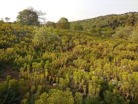 Euphorbia characias 35, Saxifraga-Ed Stikvoort