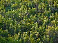 Euphorbia characias 37, Saxifraga-Ed Stikvoort