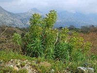 Euphorbia characias 44, Saxifraga-Ed Stikvoort