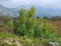 Euphorbia characias 44, Saxifraga-Ed Stikvoort