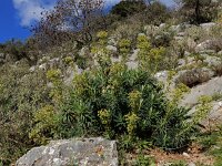 Euphorbia characias 45, Saxifraga-Ed Stikvoort