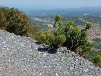 Euphorbia characias 46, Saxifraga-Peter Meininger