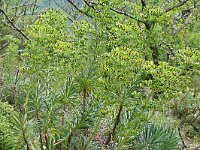 Euphorbia characias 47, Saxifraga-Hans Grotenhuis