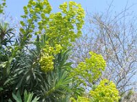Euphorbia characias 9, Saxifraga-Jasenka Topic