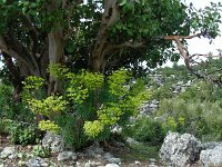 Euphorbia characias ssp wulfenii 31, Saxifraga-Ed Stikvoort