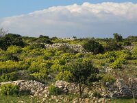 Euphorbia characias ssp wulfenii 8, Saxifraga-Jasenka Topic