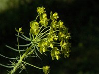 Euphorbia cyparissias 11, Cipreswolfsmelk, Saxifraga-Willem van Kruijsbergen