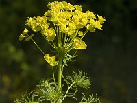 Euphorbia cyparissias 18, Cipreswolfsmelk, Saxifraga-Jan van der Straaten