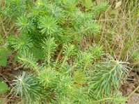 Euphorbia cyparissias 34, Cipreswolfsmelk, Saxifraga-Rutger Barendse