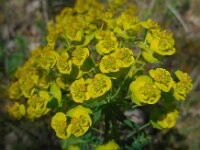 Euphorbia cyparissias 53, Cipreswolfsmelk, Saxifraga-Ed Stikvoort