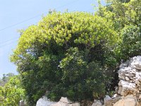 Euphorbia dendroides 12, Saxifraga-Jasenka Topic