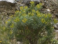 Euphorbia dendroides 16, Saxifraga-Willem van Kruijsbergen