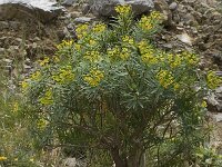 Euphorbia dendroides 16, Saxifraga-Willem van Kruijsbergen