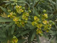 Euphorbia dendroides 17, Saxifraga-Willem van Kruijsbergen