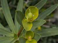 Euphorbia dendroides 18, Saxifraga-Willem van Kruijsbergen