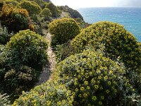 Euphorbia dendroides 21, Saxifraga-Ed Stikvoort