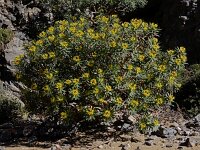 Euphorbia dendroides 23, Saxifraga-Ed Stikvoort