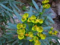 Euphorbia dendroides 25, Saxifraga-Ed Stikvoort