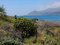 Euphorbia dendroides 29, Saxifraga-Peter Meininger