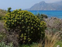 Euphorbia dendroides 30, Saxifraga-Peter Meininger