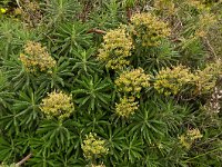 Euphorbia dendroides 33, Saxifraga-Harry Jans