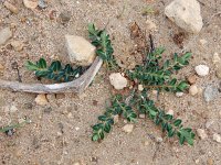 Euphorbia dimorphocaulon 1, Saxifraga-Ed Stikvoort