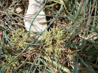 Euphorbia exigua 1, Kleine wolfsmelk, Saxifraga-Jasenka Topic